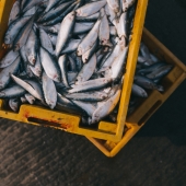 Hunting & Fishing Licenses