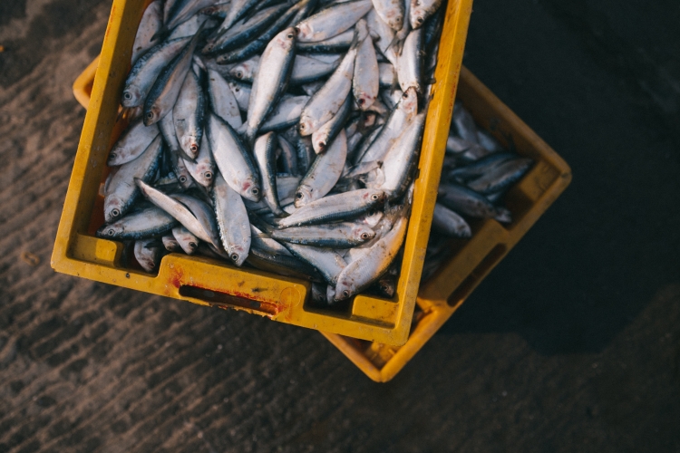 Hunting & Fishing Licenses