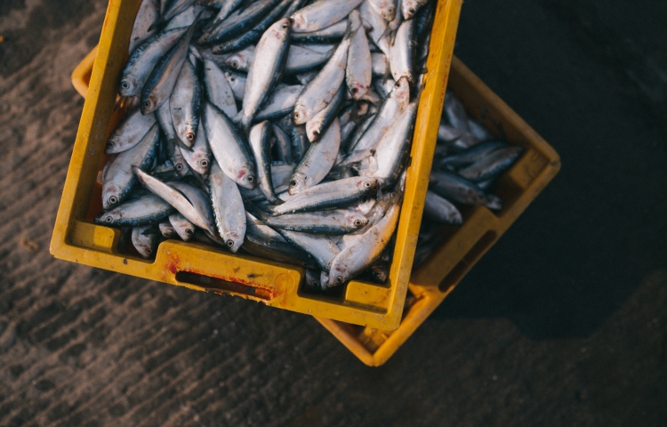 Hunting & Fishing Licenses
